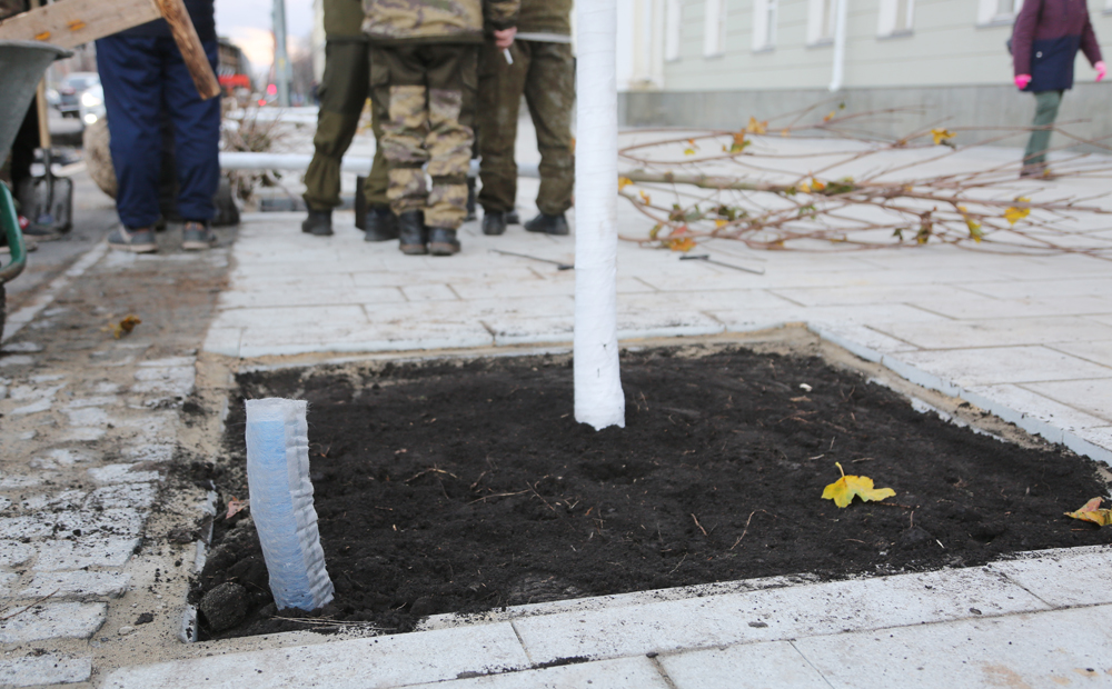 На проспекте Революции в Воронеже приступили к высадке клёнов