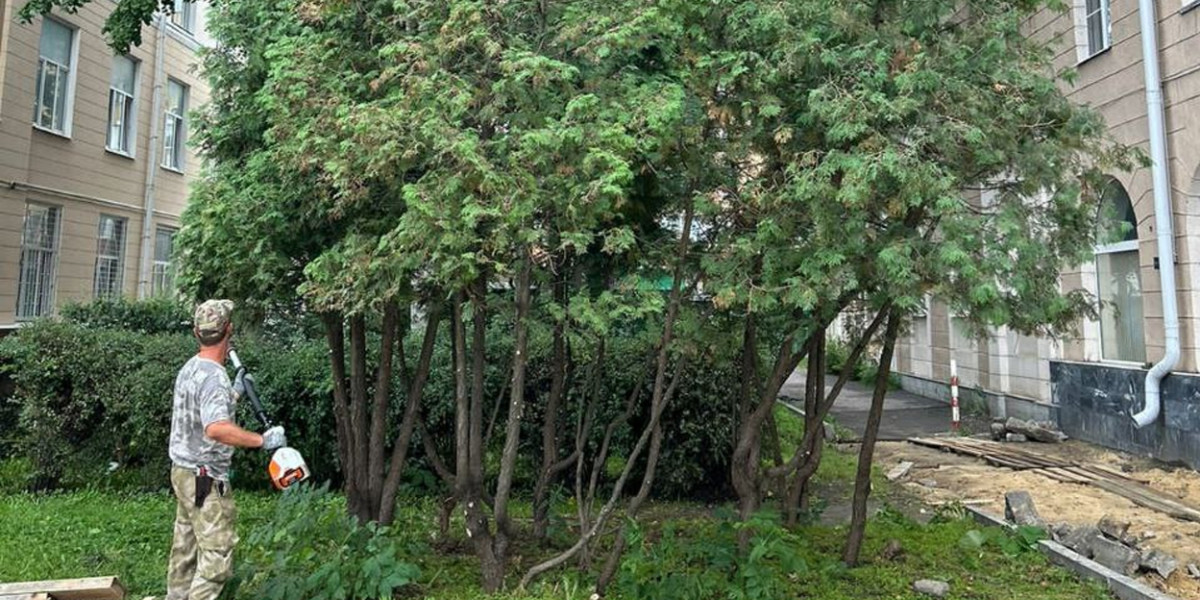 В сквере имени Ивана Бунина в Воронеже проводится формовка туй Мэрия Воронежа