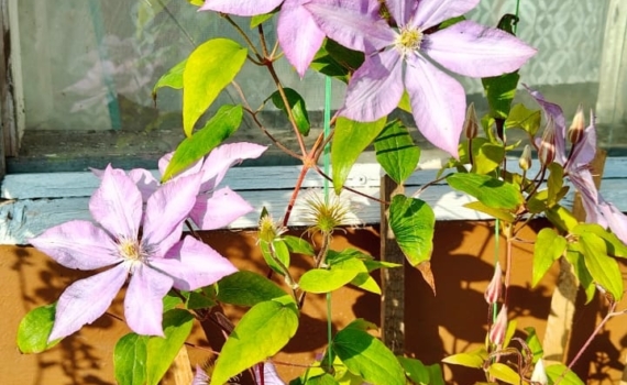 Вертикальные сады: как с помощью цветущих лиан превратить скучные стены в живые картины Вертикальные сады: как с помощью цветущих лиан превратить скучные стены в живые картины