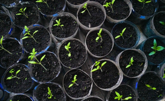 Без пикировки и стресса: какие растения нельзя тревожить после посева и почему Без пикировки и стресса: какие растения нельзя тревожить после посева и почему