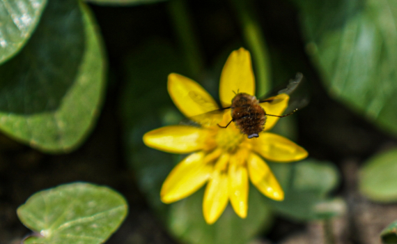 Один сорванный цветок — большие проблемы: за подснежники могут оштрафовать и даже посадить Один сорванный цветок — большие проблемы: за подснежники могут оштрафовать и даже посадить